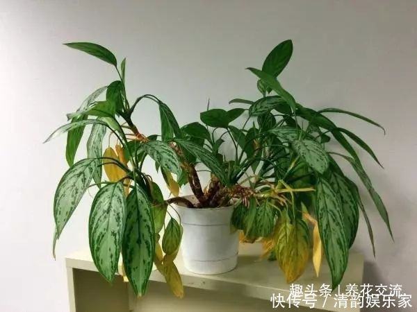 烂根|浇水过多、过度暴晒的濒死植物，教你几招轻松救活