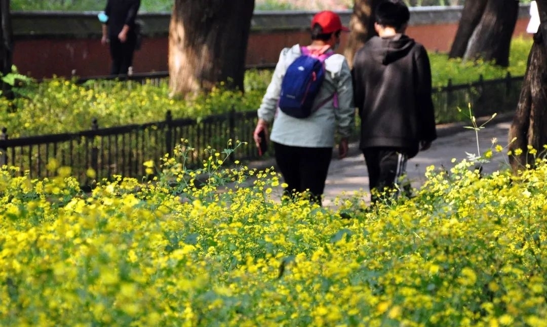 甘菊|野趣盎然 甘菊之美