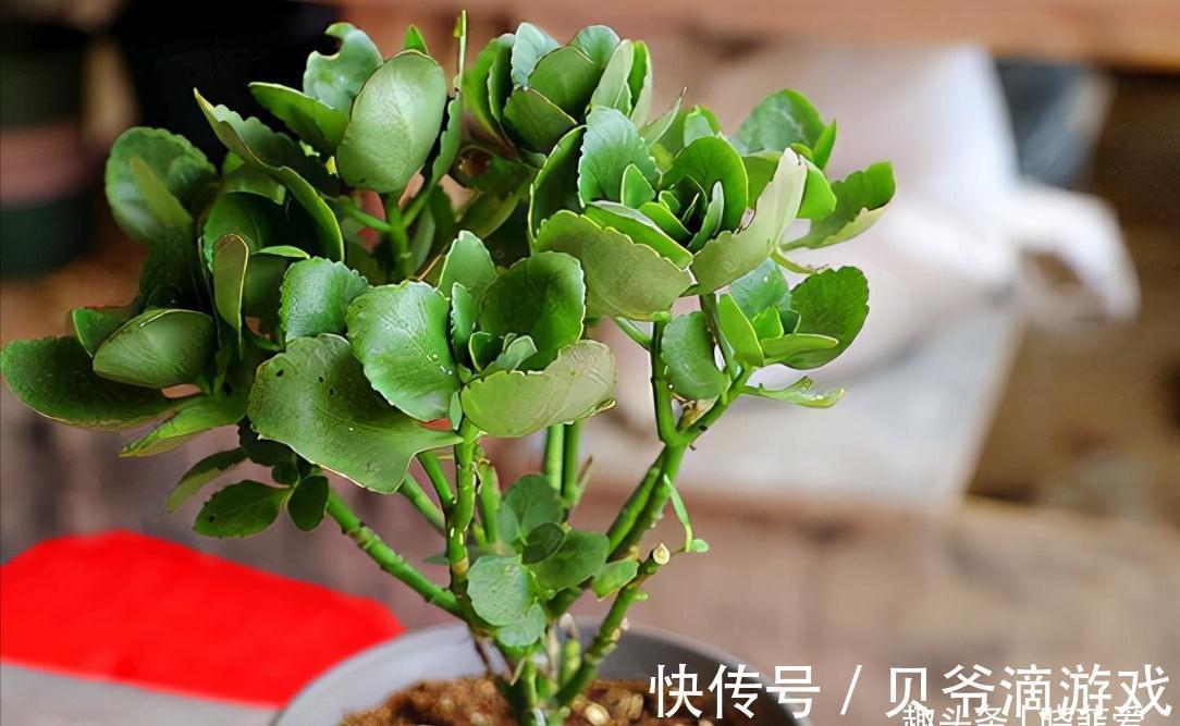 适合客厅养的“6种花”，一个比一个好养，一个比一个好看