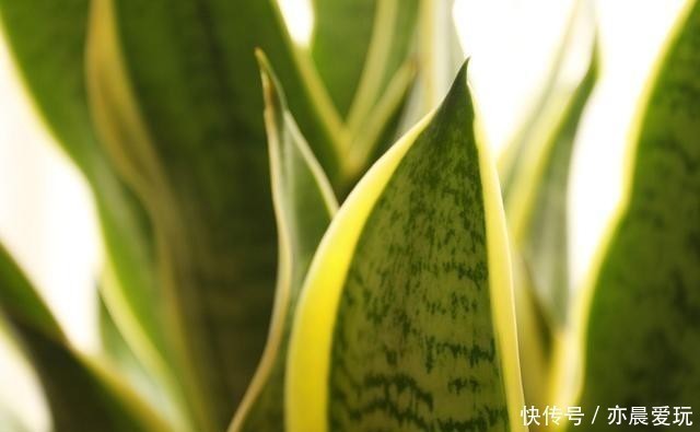 种花|卧室就养4种花，“养人”又养气，不是没有道理