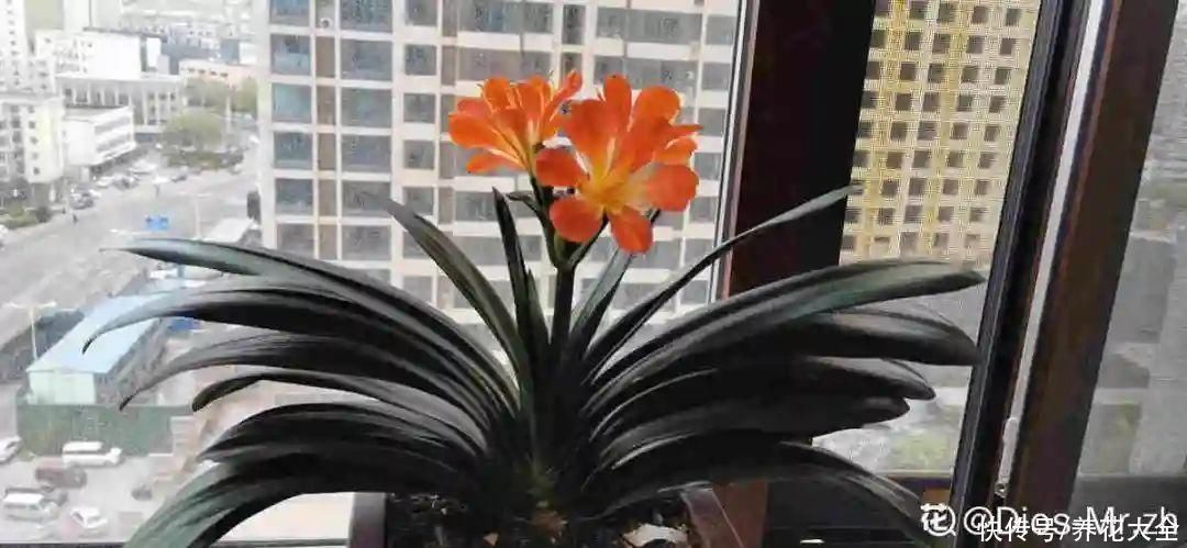 半个月|半个月没太阳,给花开浴霸补光,竟然开了300朵