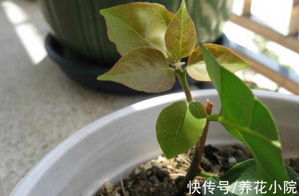 扦插|6种漂亮的花,秋天扦插生根快,来年就能开花