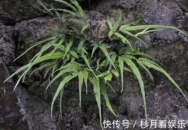 植株|它在井边生长，拔1棵长1棵，繁殖速度快，人称“井边草”，珍贵！