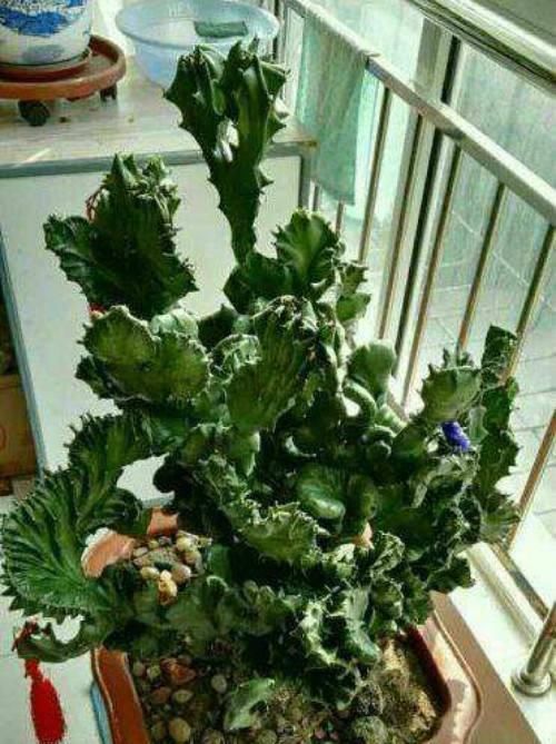 家里|5种多肉有点毒,养在家里不安全,家里有孩子,赶快扔出去