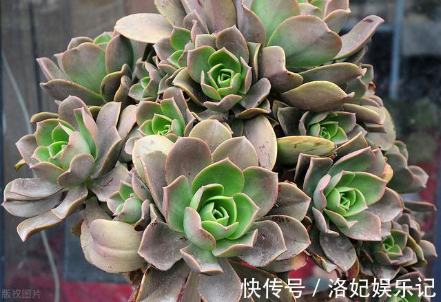 施肥|杨阿姨家的多肉15天浇一次生长水,3个月大变样,成就感满满