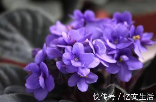 这些花卉比绿萝好看太多了，而且好养活爆盆快，后悔现在才看到！