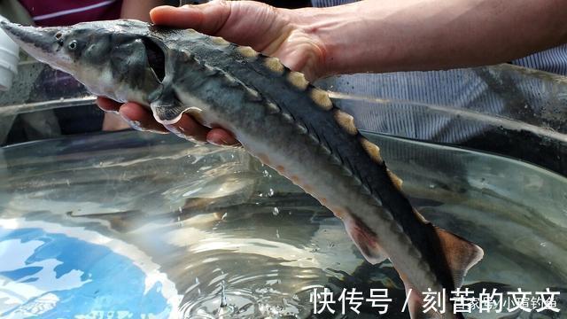 国内钓到这些“牢底坐穿鱼”,务必放生,每年都有人误钓它们被抓