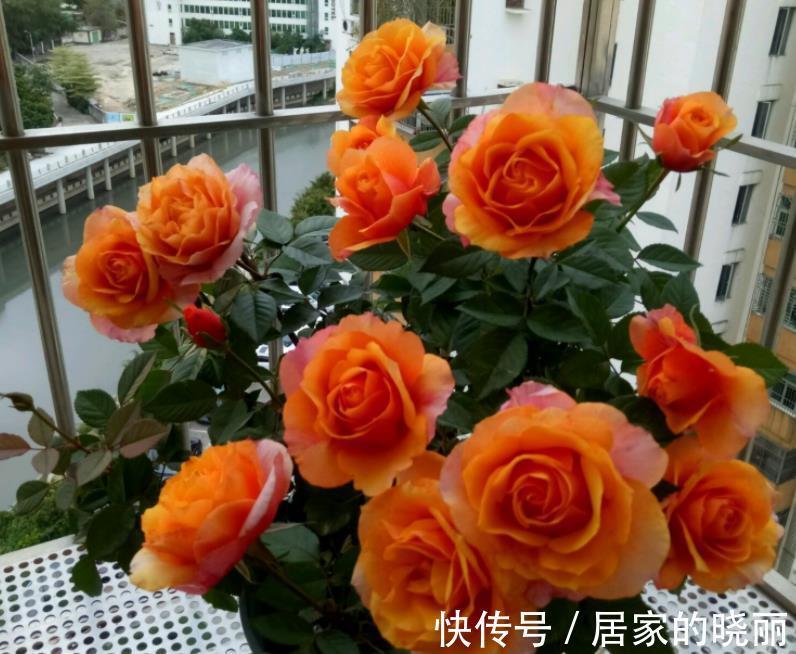 盆栽|此款微型月季四季开，1次维持1个月，是开花机器里的“劳模”