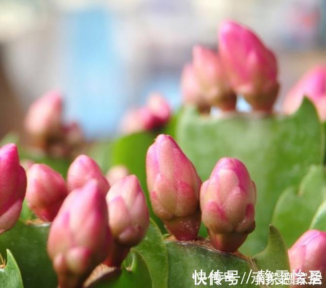 蟹爪兰开花期间，做好3个掐，开花多，复花快