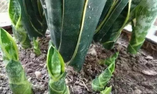 浇水|虎皮兰长得慢，只要做到1点，窜芽20个，叶片蹭蹭长，又多又茂盛