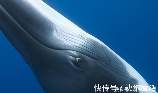 十个冷知识！服部半藏其实指的是一群人！