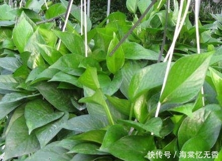 快要死亡的绿萝,这么做之后,又可以变成一盆新的绿萝,你会吗