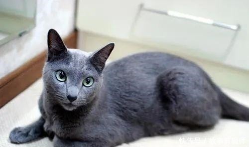汤姆 身世之谜 猫和老鼠 中的汤姆是一只什么猫 全网搜