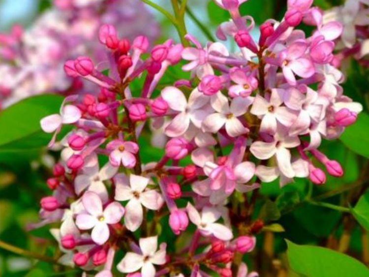 家里就养4种花，给点阳光就灿烂，花朵大花期长，比牡丹还美