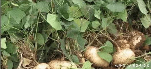 辣条|长在土里的“3种”水果,我赌一大箱辣条,你只吃过其中一种!