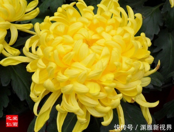 烈焰红唇|喜欢养花,不如养盆“珍稀名菊”,富丽堂皇,优雅美丽!