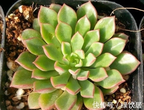 多肉密叶莲徒长不好看?教你3个小妙招,密叶莲叶片橙红美丽动人