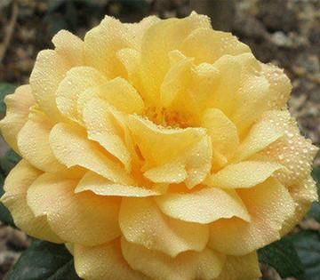 此花是中国传统名花,颜值不输牡丹月季,是家庭盆栽佳品!