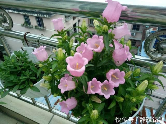 买4种花要想好,都是“1次性”花,开败了也就该扔了