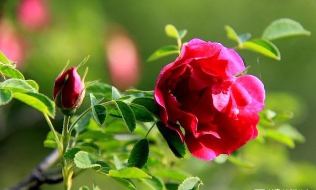 谷谷丁|7种农村常见的野菜,个个都是治病的“良药”,你吃过几个