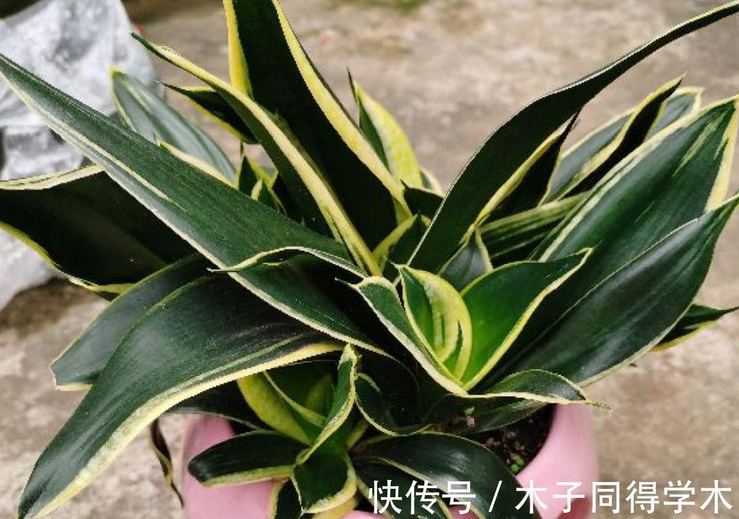 7种花,立秋后换盆,秋冬才能越养越好