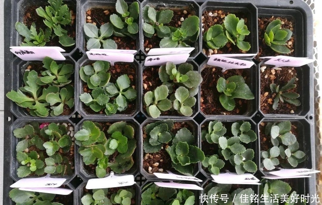 8种花夏天太容易死,现在赶紧扦插,死了也不心疼