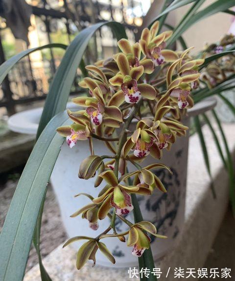 兰花开完花,花梗直接剪掉错!正确操作,兰花才能快速萌芽!
