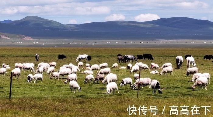 花湖|有一个美丽的地方叫若尔盖花湖