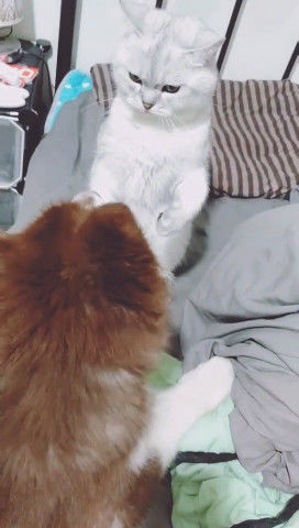 猫咪爱抚狗狗却被误解 狗狗随后做出的举动 让猫咪心碎一地 快资讯
