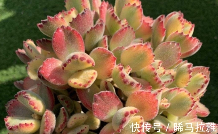 叶片|多肉白熊看起来养护难度颇高,但只要掌握方法,新手也可将它养好