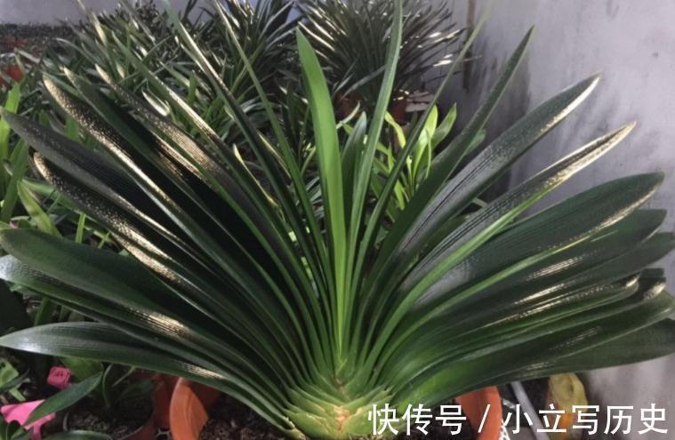 君子兰长势不佳,就试用这3种“废料”,不花钱,好处多多