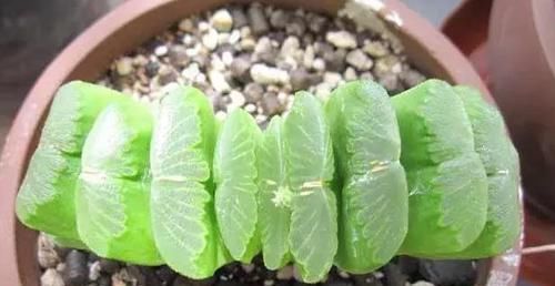 塑料杯子没用？给多肉植物扣一个，叶子马上变圆润又水灵