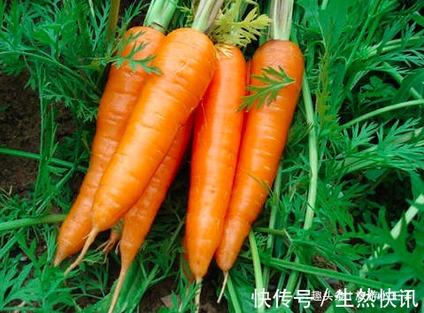 禁忌|让人倒下的不是病,而是无知!吃胡萝卜的一大禁忌,大家来了解下