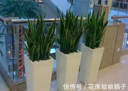 浇水|养虎皮兰,用6个简单的小技巧,1年能长2米高,开花满盆