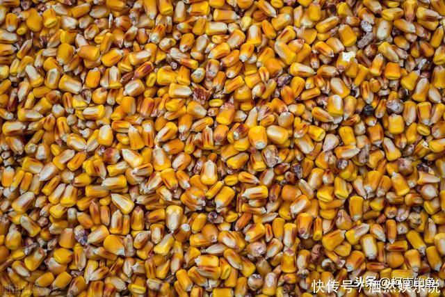 打窝真的就可以诱来鱼吗？不了解打窝的原理就是喂鱼