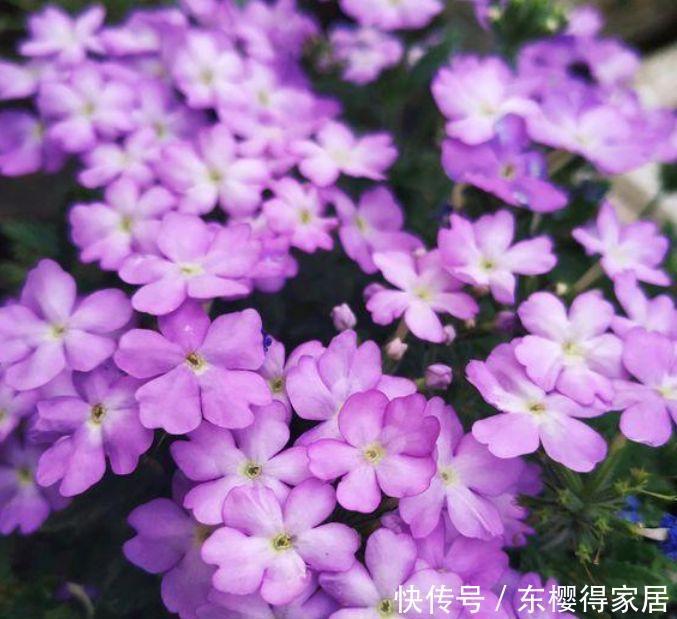 庭院选这几款花,花姿妖娆,养一盆一年四季都在开!