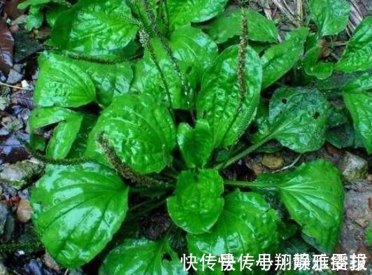 炎症|前列腺炎的“死对头”发现了，男人生活中要坚持吃，炎症或不敢“登门”