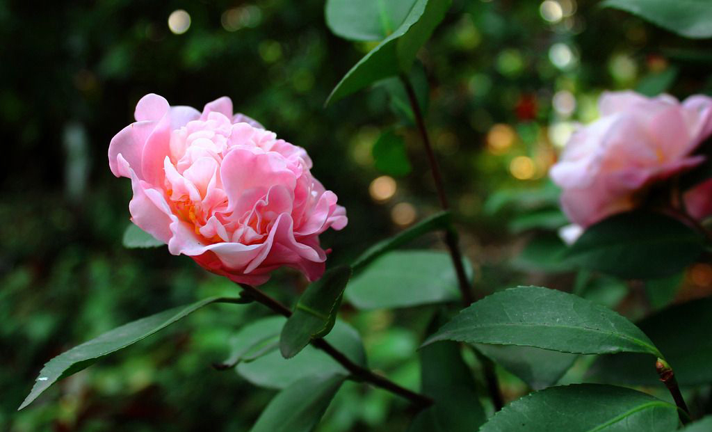 此花有着迷人的魅力，是自己最想要的爱，还有着阵阵清香