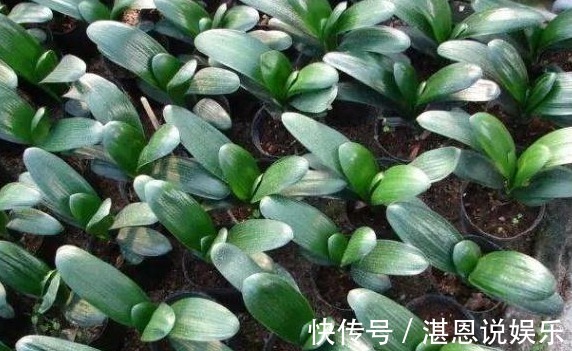 养花|养花就用“它”土里埋1勺，能管3个月，简单方便，效果好无异味