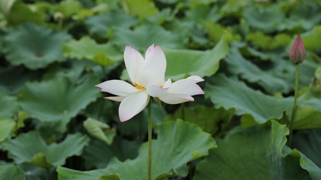 秦勇|盛夏时节 来自贡这里“荷”你相遇