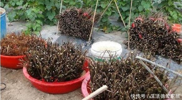 这些树被称“活化石”,还极好养,1根枝条插土里,浇水就能活