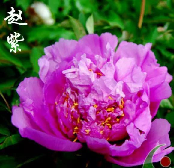 喜欢牡丹花，却一不小心买到芍药！附牡丹花品种图鉴大全