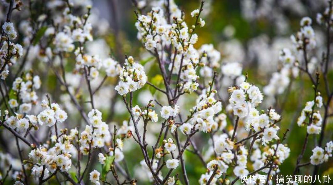 白梅|一首清新脱俗的咏梅诗,不仅写出了新意,同时每一句还另有深意!