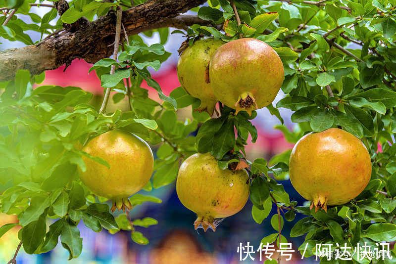 罗汉松|6种“吉祥树”,有地方建议种一棵,能吃能观赏,旺财镇宅样样行