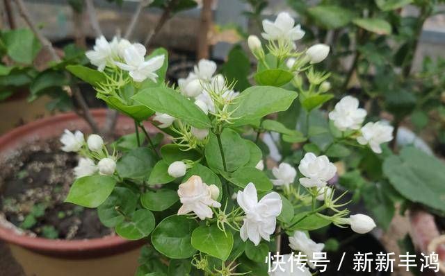 茉莉花这么养，枝叶繁茂四季绿，花开爆盆，满屋飘香