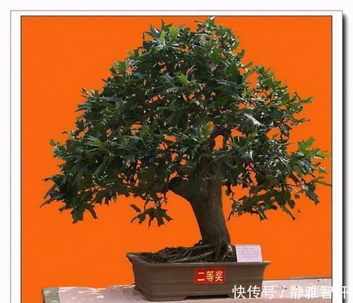 观叶|枸骨是制作盆景的好素材,集观形、观叶、观果于一身,还很好养活
