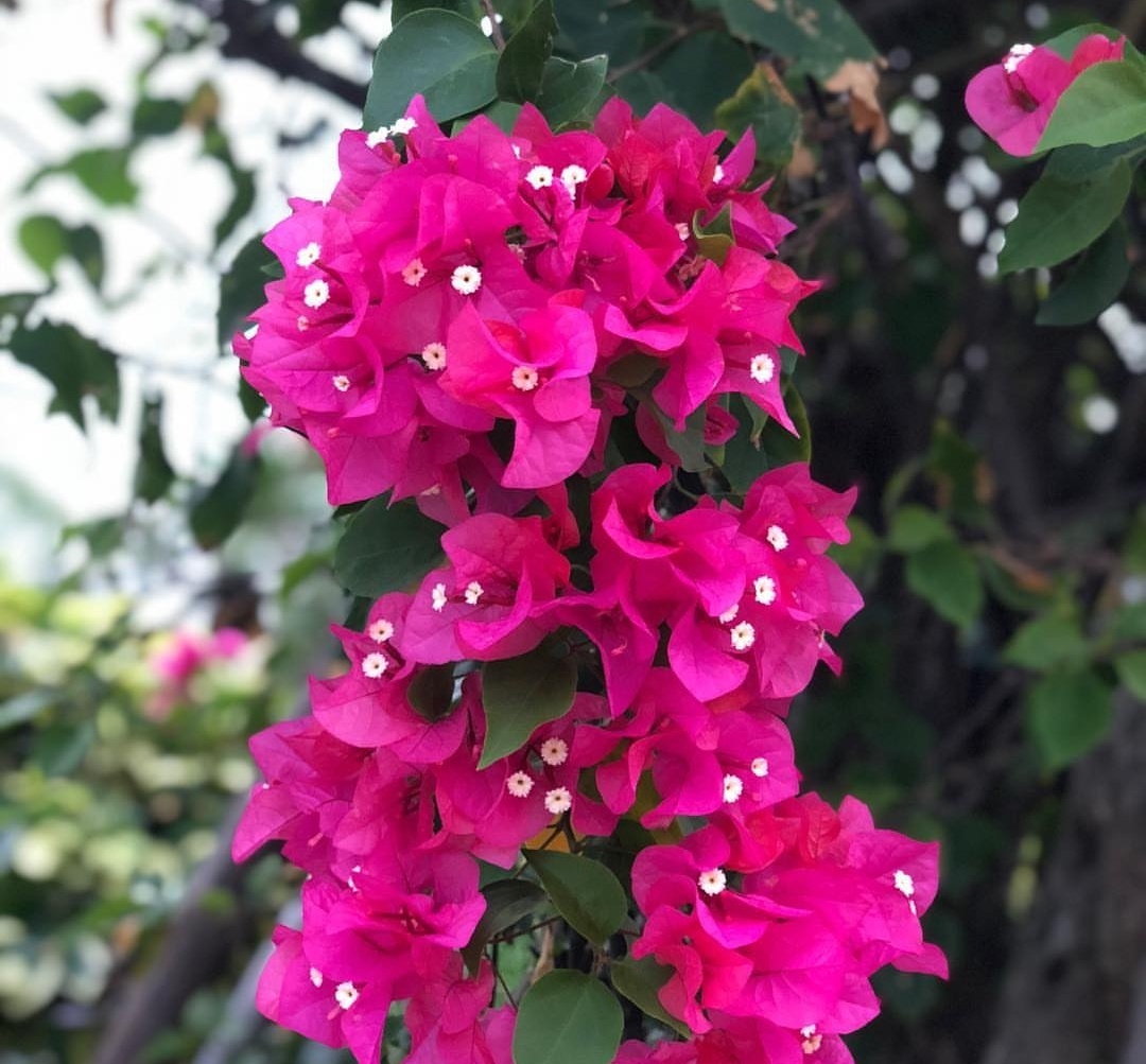 三角梅出现不开花,用1“小技巧”,开花多,天天有花赏!