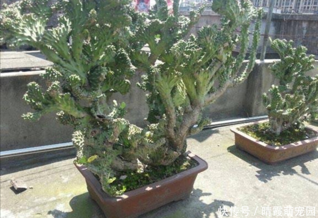 龙骨|5种“丑花”,寓意却大,富贵又威武,再丑也要养一盆