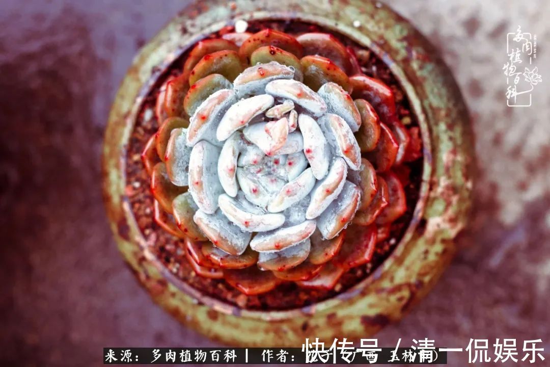 为了爱情|为了爱情来到陌生城市,偶遇多肉,地老天荒的爱恋!