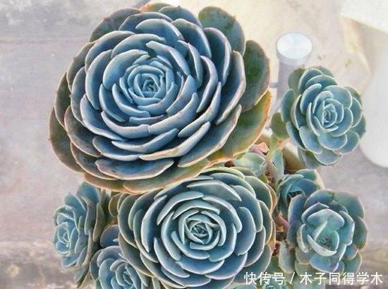 新人肉友慎入的这几款多肉，你了解多少，知道为什么吗？